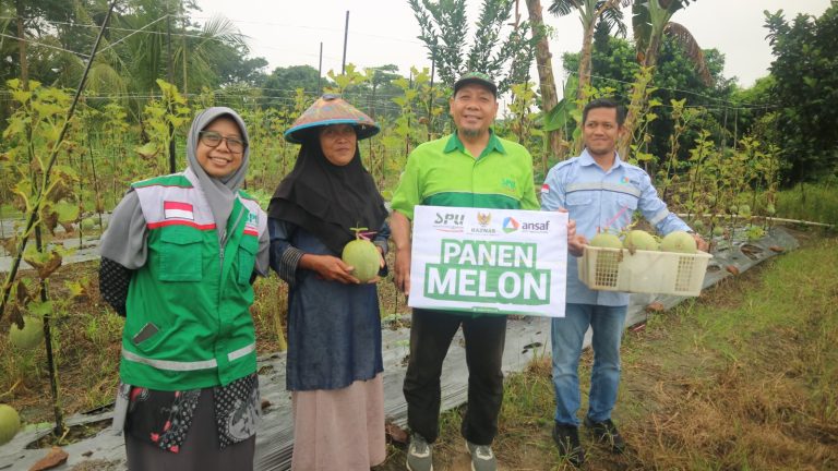 PT. ANSAF Panen 1 ton Melon Petani Binaan melalui Zakat
