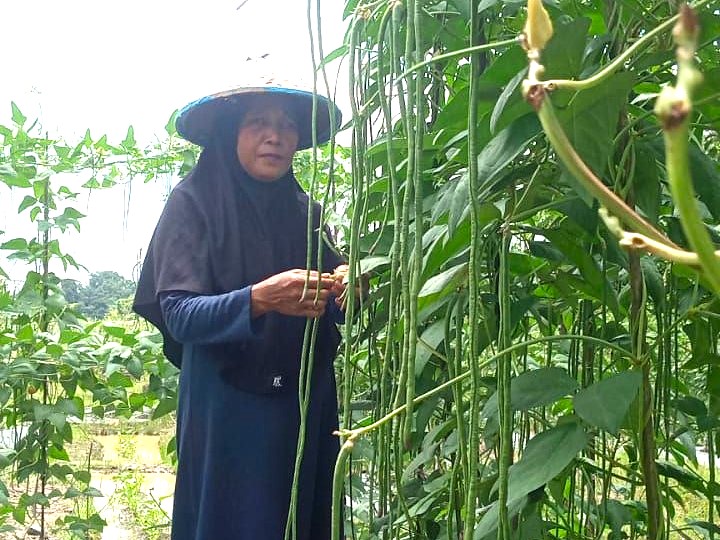 Panen Kacang Panjang, Ibu Suyati Nikmati Hasil Program Pertanian di Desa Embalut