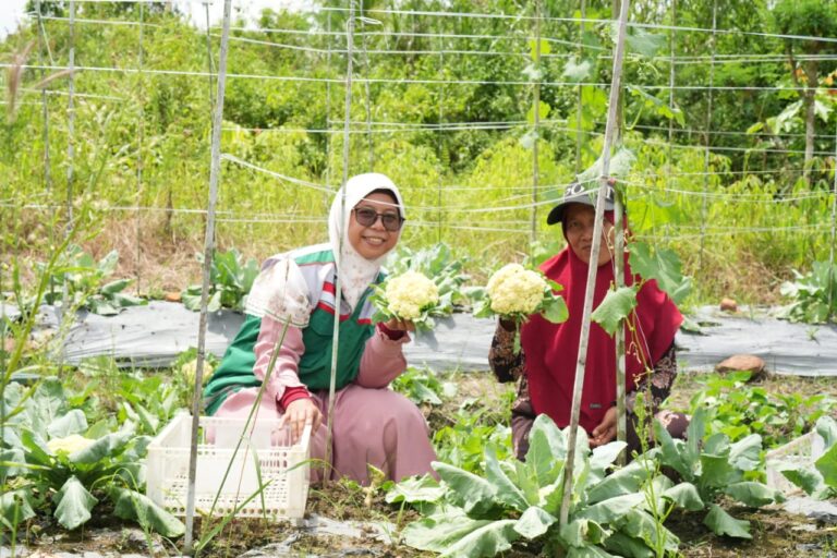 Pesanan Kembang Kol Antri, Bu Suyati Tersenyum Tak Henti